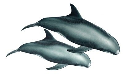 Orca Pigmea (feresa attenuata)